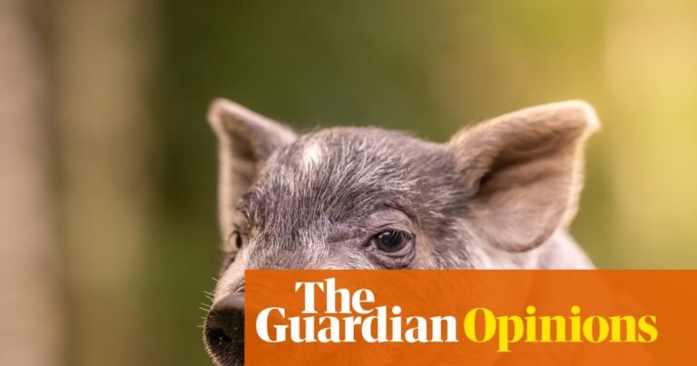 Fed up with being taken for granted? Spoilt pig syndrome could change your life | Polly Hudson Fed up with being taken for granted? Spoilt pig syndrome could change your life | Polly Hudson