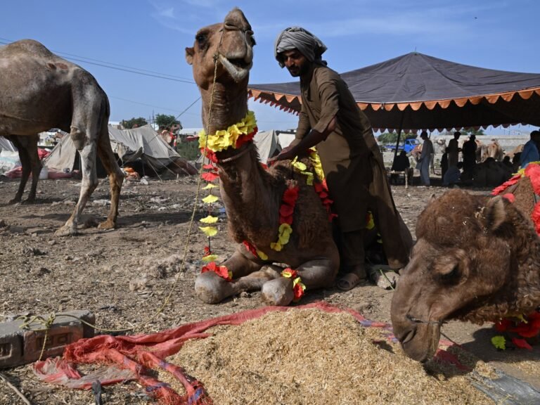 Pakistan’s Eid livestock traders losing as war on Iran pushes up prices | Oil and Gas Pakistan’s Eid livestock traders losing as war on Iran pushes up prices | Oil and Gas