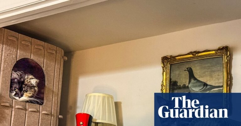 Should your dog have its own bedroom? Does your cat need a bathroom? The rise and rise of the pet nook | Cats