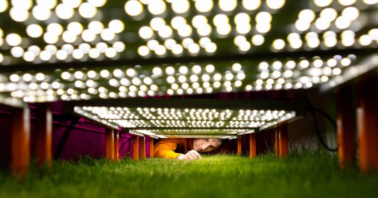 The Scientific Quest for Perfect World Cup Pitch The Scientific Quest for Perfect World Cup Pitch