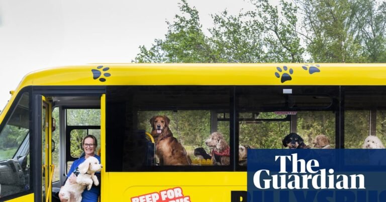 Experience: I drive a bus for dogs | Life and style Experience: I drive a bus for dogs | Life and style