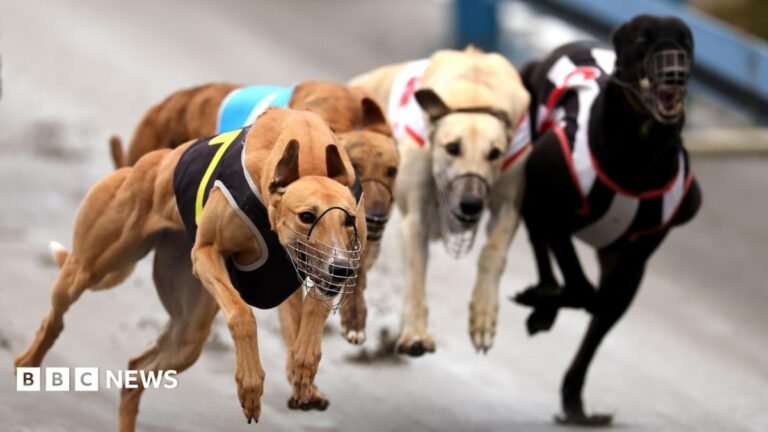 Greyhounds bound for Australia as New Zealand racing ban takes effect Greyhounds race at the Manukau Stadium during the Stars of Manukau 2000 - 2010 race meeting on June 21, 2026 in Auckland, New Zealand.
