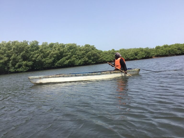 How Gambian women are restoring the mangroves protecting Banjul | News How Gambian women are restoring the mangroves protecting Banjul | News