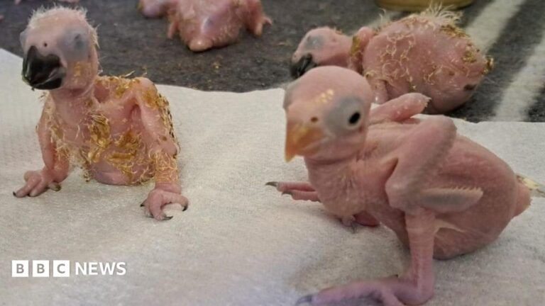 Three chicks and one partial chick at the top of the image. They are without feathers