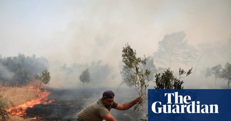 Price of olive oil expected to rise again as European crops feel the heat | Food & drink industry Price of olive oil expected to rise again as European crops feel the heat | Food & drink industry