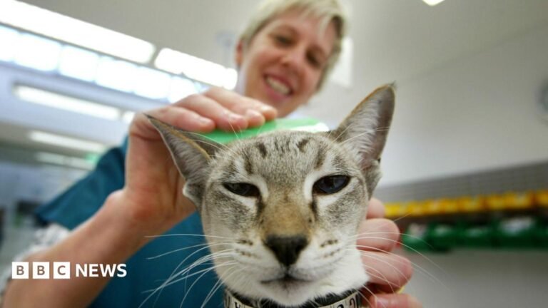 Restrict sale of pet flea treatments, government urged Interview with the Vampire: The Vampire Lestat