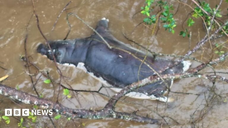 A hippo that died of anthrax floating in a pool of water in Virunga in neighbouring DR Congo