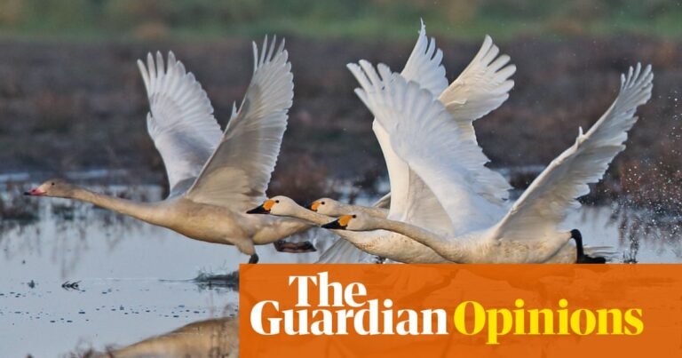 Exhausted by optimisation, I’m seeking solace in the past. As Sibelius’s swans soar skywards, so do my spirits | Joseph Earp