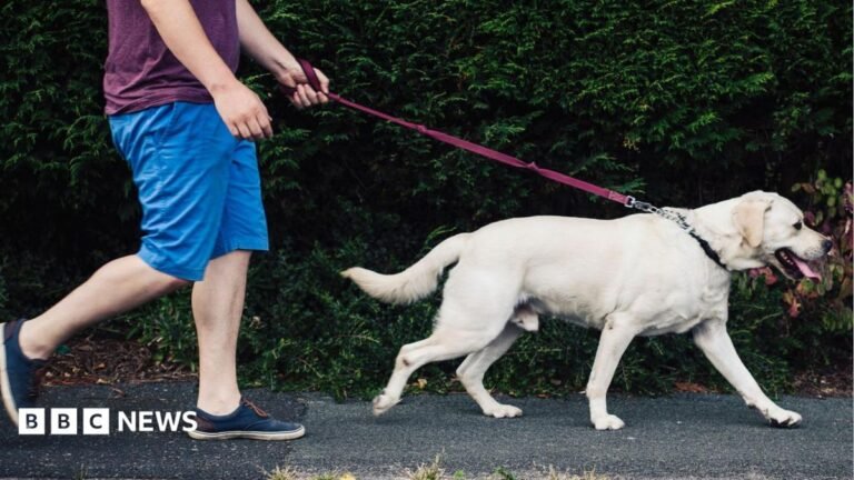 Ministers reject dog ownership licence scheme A man walking a Golden Labrador dog on a lead.