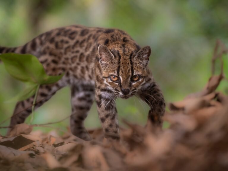 New tiger cat species identified in Bolivia, first in over a century | Environment News New tiger cat species identified in Bolivia, first in over a century | Environment News