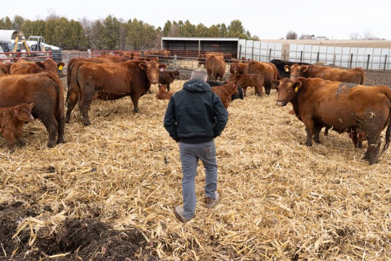 Trump officials weigh rolling back beef import plan as GOP midterm panic spreads Trump officials weigh rolling back beef import plan as GOP midterm panic spreads