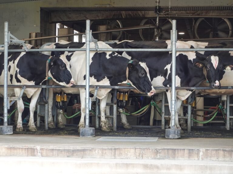Trump tariffs hit Canada’s dairy farmers as US sales stall | Trade War Trump tariffs hit Canada’s dairy farmers as US sales stall | Trade War