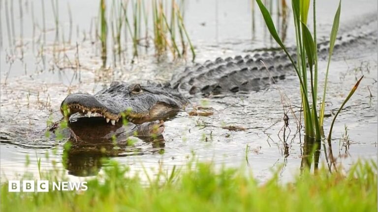 Alligator kills 71-year-old man fishing in Florida An alligator walking across a road as a car waits behind it