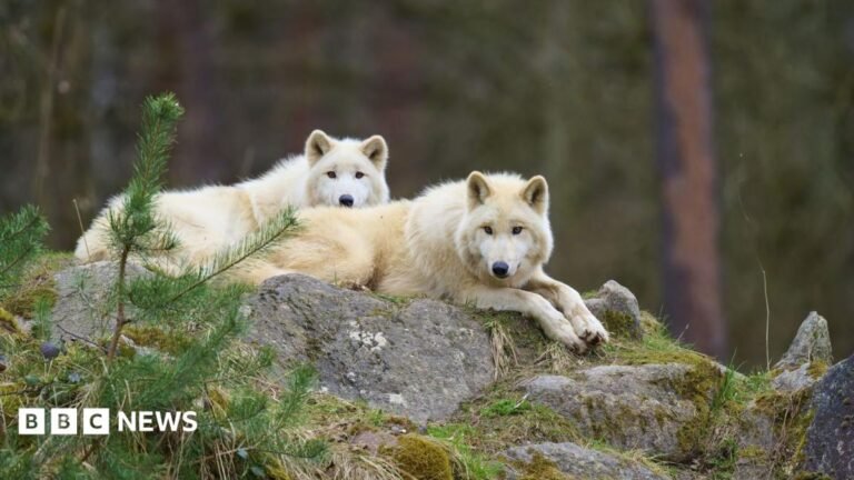 German wolf attack: Girl seriously injured at wildlife park Two Arctic wolves lying on a rock in a wooded area, with foliage seen around them