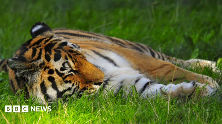 Man seriously injured in tiger attack at Yorkshire Wildlife Park A tiger sprawled on grass.