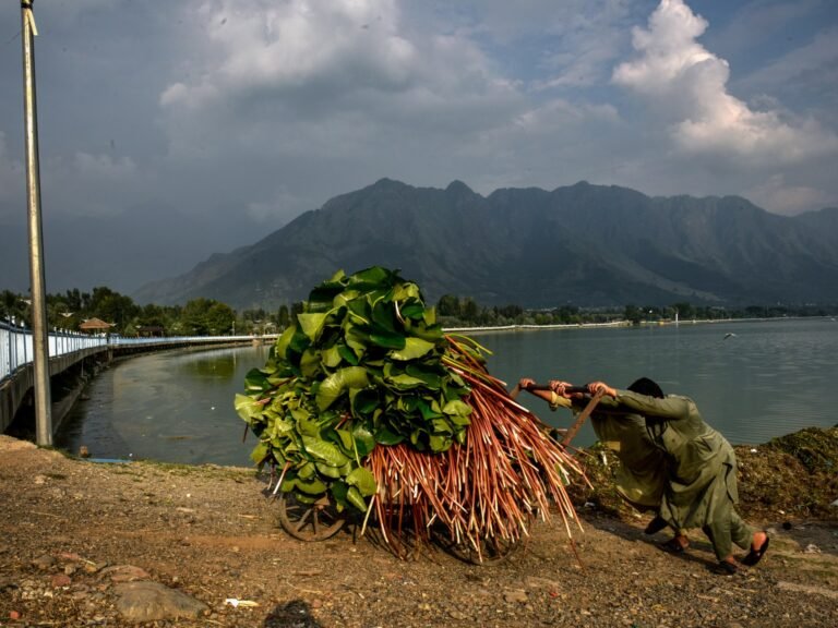 Photos: Kashmir’s Dal Lake faces environmental and climate challenges | Environment News Photos: Kashmir’s Dal Lake faces environmental and climate challenges | Environment News