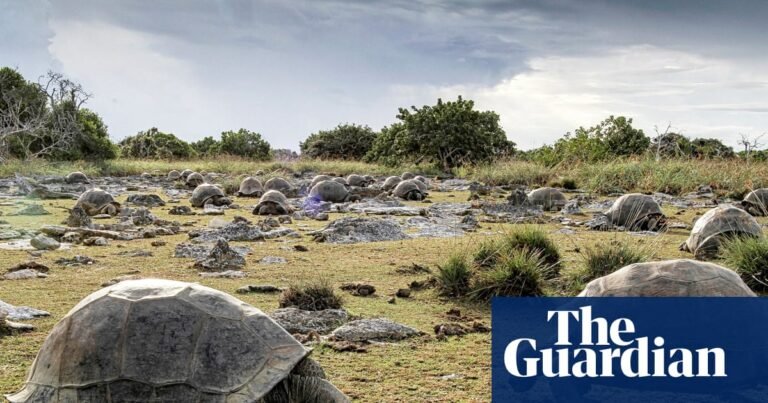 Scientists discover 180,000 giant tortoises on one Seychelles island | Wildlife