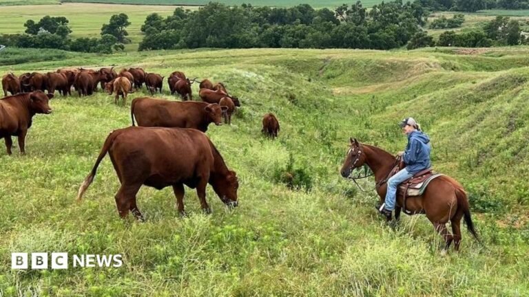 US ranchers wrestle with soaring costs – and their loyalty to Trump Several buyers sit on tiered bench seats for an indoor cattle auction